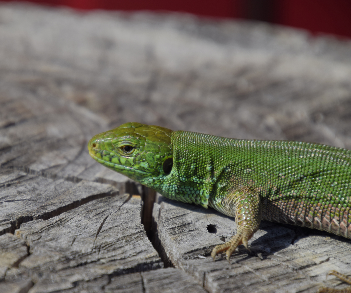 An ordinary quick green lizard. Lizard on the cut of a tree stump. Sand lizard, lacertid lizard