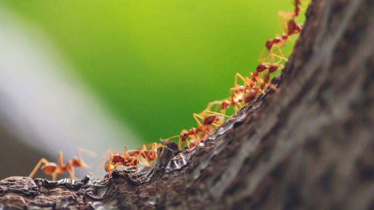 Myror inspirerar självkörande bilar